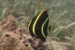 Angelfish