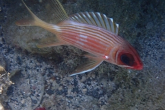 Holocentrus rufus - Union Island,  SVG