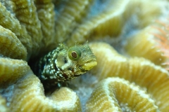 Blennies 