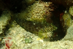 Malacoctenus gilli - S. Grenada