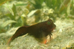 Ophioblennius atlanticus - S. Grenada