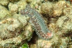 Hermodice carunculata - S. Grenada