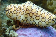 Cyphoma gibbosum - Union Island, SVG