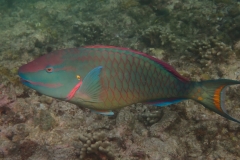 Parrotfish