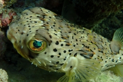 Diodon holocanthus - Sandy Island, Carriacou, Grenada