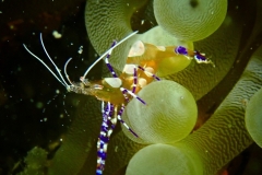 Periclimenes yucatanicus - S. Grenada
