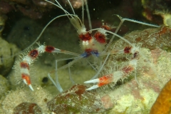 Stenopus hispidus - S. Grenada