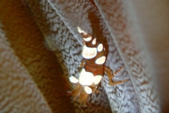 Thor amboinensis - Union Island, SVG