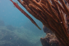 Trumpetfish